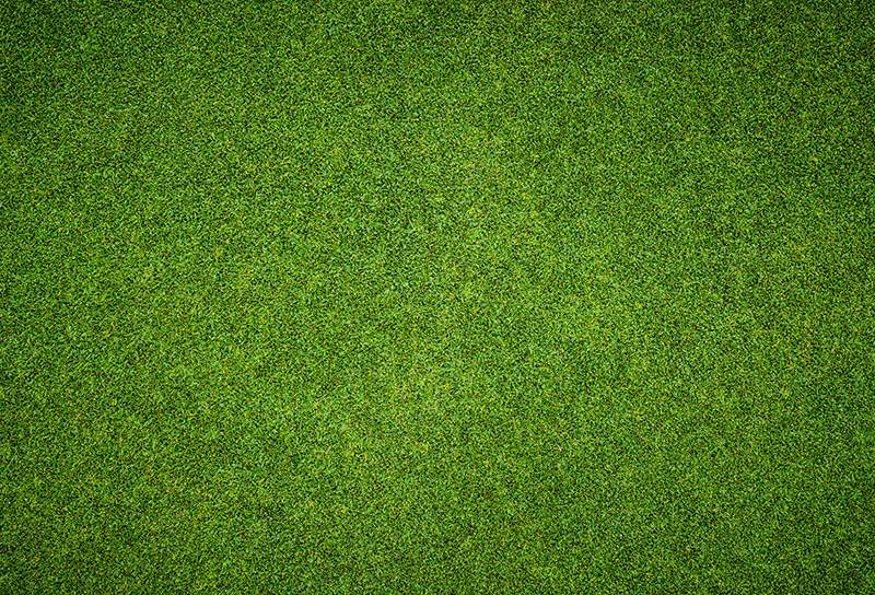 Beautiful green grass pattern from golf course